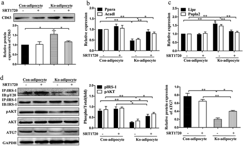 Figure 8. Restoration of SIRT1 activity by SRT1720 improves the impaired metabolic profiles in vitro.(a): Western blot analysis of exosomal protein in primary control and Ad-Sirt1-/- adipocytes in the absence or presence of 5 μM SRT1720. Relative mRNA levels of genes associated with β-oxidation (b) and lipolysis (c). (d): Western blot analysis of insulin signaling and autophagy activity. The data are expressed as the mean ± SEM from three independent experiments.*P< 0.05, **P < 0.01.
