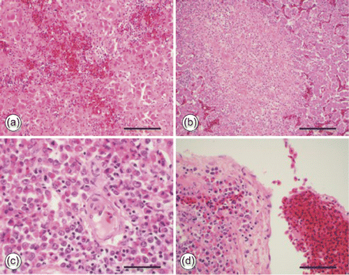 Figure 3. Microscopic liver lesions in affected 23-week-old Farm A chickens. 3a: Intrahepatic haemorrhage (bar = 250 µm). 3b: Necrosis and fibrin deposition within hepatic parenchyma (bar = 450 µm). 3c: Heterophils in a portal triad area (bar = 75 µm). 3d: Vasculitis in a portal triad area (bar = 90 µm).