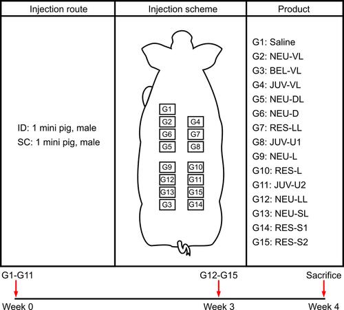 Figure 1 Experimental design. On day 0 (week 0), saline (control) and the products of G2~G11 (test groups) were each injected via intradermal (ID) and subcutaneous (SC) route into four injection sites (0.2 mL per site) in miniature pigs. On day 20 (week 3), the products of G12~G15 were administered to designated sites in a similar manner.