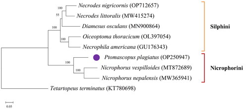 Figure 3. ML tree was constructed using mitochondrial genome sequences of 8 species from the Silphinae and an outgroup species using RAxML v8.2.10 software. Numbers at nodes indicate bootstrap values. GenBank accession numbers are given adjacent to the species name.
