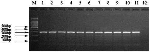 Figure 2. Agarose gel electrophoretogram for meat mixture of Martes zibellina and Mustela vison tissues detected by the kit. M: DNA Marker; 1: Martes zibellina and Mustela vison; 2: Beef + Martes zibellina and Mustela vison; 3: Lamb + Martes zibellina and Mustela vison; 4: Pork + Martes zibellina and Mustela vison; 5: Donkey + Martes zibellina and Mustela vison; 6: Deer + Martes zibellina and Mustela vison; 7: Chicken + Martes zibellina and Mustela vison; 8: Duck + Martes zibellina and Mustela vison; 9: Dog + Martes zibellina and Mustela vison; 10: Rabbit + Martes zibellina and Mustela vison; 11: Fox + Martes zibellina and Mustela vison; 12: negative control.