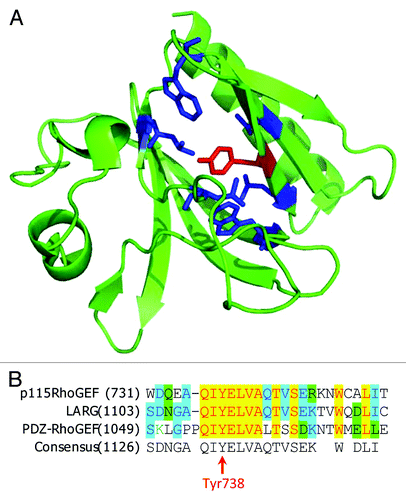 Figure 3. Phosphorylation of PH domain of p115RhoGEF by JAK2. (A) Structure of p115RhoGEF’s PH domain (PDB identifier: 3ODO). TheTyr738 residue is depicted in red and the surrounding hydrophobic residues are depicted in blue. (B) Alignment of amino acid sequences for p115RhoGEF, LARG, and PDZ-RhoGEF.