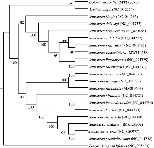 Figure 1. The maximum-likelihood tree is based on Saussurea medusa and related chloroplast genomes. The genomes accession number is a list in the figure. Bold shows our newly assembled chloroplast genome of Saussurea medusa. The bootstrap value based on 1000 replicates is shown on each node.