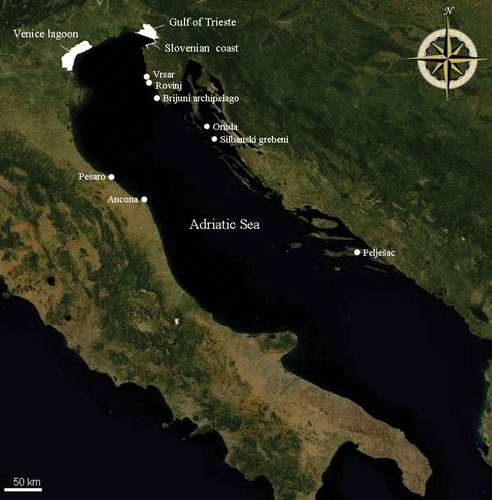 Figure 1. Map of the study area (modified from http://it.bing.com/maps/, © Microsoft Corporation 2012). Shown on the map are: the five breeding colonies (Vrsar, Rovinj, Brijuni archipelago, Oruda, Silbanski grebeni), the three main post-breeding areas (Gulf of Trieste, Venice Lagoon and Slovenian coast) and some locations (Pesaro, Ancona and Pelješac) which are interesting with respect to date of sighting, direction taken and distances covered.