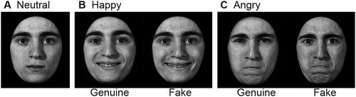 Figure 1. Example of stimuli used for the adaptation experiments. (A) Neutral expression, (B) Happy expression, genuine and faked, (C) Angry expression, genuine and faked.