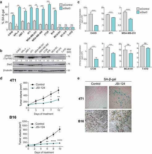 Figure 1. Stat3 silencing induces senescence in cancer cells addicted to Stat3 signaling pathway