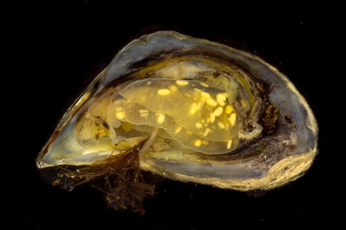 Figure 6. Sporocysts (yellow bodies) within the gills of a Phyllodistomum sp. in Dreissena carinata from Lake Ohrid, Republic of North Macedonia (Credit: D. P. Molloy).