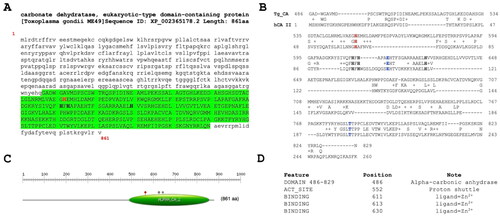 Figure 1. Sequence Analysis of T. gondii α-Carbonate Dehydratase. (A and C) PROSITE Motif Identification. The C-terminal region of the T. gondii enzyme exhibits a conserved motif characteristic of α-CA enzymes (highlighted in green). (B) Sequence alignment. Sequence alignment of Tg_CA with the hCA II reveals conserved residues typical of α-CA enzymes in the T. gondii protein. Distinctive short and long amino acid insertions were observed in the T. gondii enzyme compared with their human counterparts. (D) α-CA features. Comprehensive display of the α-CA domain and conserved residues in the T. gondii enzyme, including the proton shuttle and the histidines involved in the Zn2+ coordination. Legend: proton shuttle (highlighted in red bold); histidines of the catalytic pocket (highlighted in black bold); specific amino acids that regulate access to the active site of the enzyme (highlighted in blue bold).