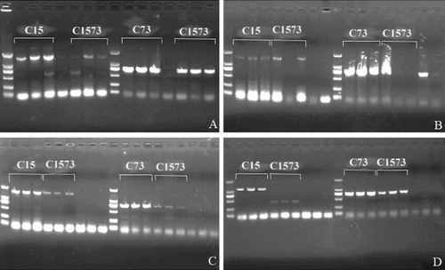 Figure 1. Detection of recombinant Lactobacillus colonization of the chicken gut.Note: The marker in the figure is DL2000; the sample order of PCR detection for each group is the contents of crop, small intestine, and cecum; the lane without labeling is the control group sample; colony growth only occurred in the crop contents of one-week-old chicks and in the crop and small intestine contents of two-week-old chicks in the control group, so there is only one lane and two lanes, respectively, for the two controls.