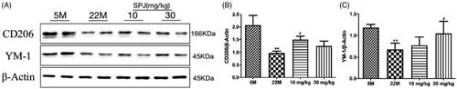 Figure 3. Effect of SPJ on CD206 and YM-1 protein levels in the hippocampus of ageing rats. (A) Representative immunoblot bands of CD206 and YM-1 in hippocampus. (B) and (C) Quantification of CD206/β-actin ratio and YM-1/β-actin ratio. **p < 0.01 vs. 5 M group; #p < 0.05 vs. 22 M group.