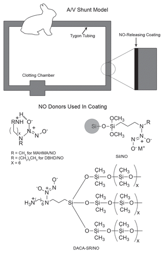 Figure 4 Schematic of experimental design used to evaluate the effect of NO-releasing coatings (materials shown beneath the model) on extracorporeal circuits.