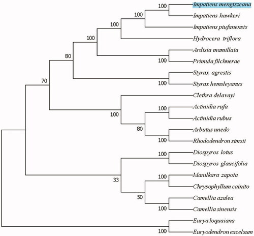 Figure 1. The NJ phylogenetic tree for I. mengtszeana based on 20 chloroplast genome sequences of Ericales. Numbers on the nodes are bootstrap values from 1000 replicates. Accession numbers: Actinidia rufa (NC_039973.1), Actinidia rubus (MN652056.1), Clethra delavayi (NC_041129.1), Impatiens hawkeri (NC_048520.1), Impatiens piufanensis (NC_037401.1), Hydrocera triflora (NC_037400.1), Diospyros lotus (NC_030786.1), Diospyros glaucifolia (NC_030784.1), Arbutus unedo (JQ067650.2), Rhododendron simsii (MW030509.1), Eurya loquaiana (NC_050937.1), Euryodendron excelsum (NC_039178.1), Primula filchnerae (NC_051972.1), Ardisia mamillata (MN136062.1), Manilkara zapota (MN295595.1), Styrax agrestis (MT644192.1) and Styrax hemsleyanus (NC_047298.1).