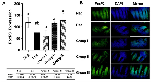 Figure 3 The measurements of FoxP3 intestinal T reg expression. (A) FoxP3 expression analyzed by one-way ANOVA and Tukey multi-comparison test. Different letters/notations represent statistically significant differences (p < 0.05). (B) Immunofluorescence of FoxP3 expression.