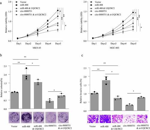 Figure 7. Hsa_circ_0000751 suppresses proliferation and invasion through modulation of the miR-488/UQCRC2 axis in GC cells. MKN-45 and MGC-803 cells transfected with control vector, miR-488 mimics, hsa_circ_0000751 overexpression plasmids, UQCRC2 plasmids or si-UQCRC2. cloning, proliferation and invasion was, respectively, assessed by (a) CCK-8 assay, (b) colony formation assay and (c) transwell invasion assay. Data are the means ± SD of triplicate determinants. *P < 0.05, **P < 0.01