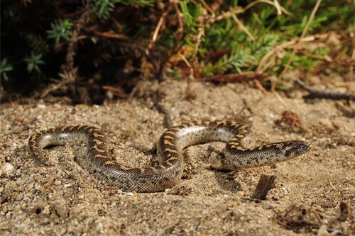 Figure 3. Javelin sand boa (Eryx jaculus) moving on granular matter (Image taken on Pylos (Peloponnese/Greece) by Benny Trapp, CC BY-SA 3.0.)