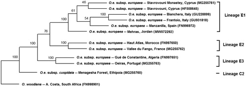 Figure 1. Plastid DNA maximum-likelihood phylogenetic tree of Olea europaea subsp. europaea cultivar Mehras along with other isolates. Bootstrap values are given on each branch (1000 replicates). O. e. subsp. cuspidata and O. woodiana were used as out-groups. Olive plastid lineages were based on Besnard et al. (Citation2011).