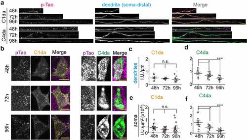 Figure 3. Tao kinase activity is distinctly controlled in C1da and C4da neurons. (a,b) the active form of endogenous Tao kinase was detected by anti-pTao immunostaining in dendrites (a) and somata (b) of C1da and C4da neurons during development. (c-f) quantification relative intensity of pTao signals during development in dendrites (c,d) and somata (e,f). (One-way ANOVA with bonferroni post-hoc test. *p < 0.05, ***p < 0.001 as indicated. n ≥ 8 neurons from 5 larvae for each group)