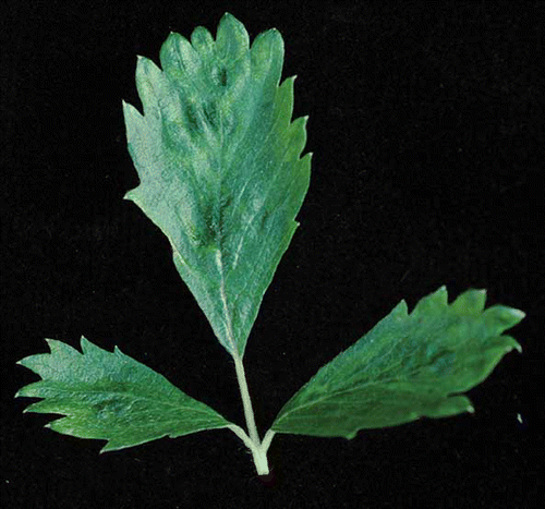 FIGURE 1 Fragaria vesca infected with Strawberry mottle virus. Notice the malformation and yellowing along the veins (color figure available online).