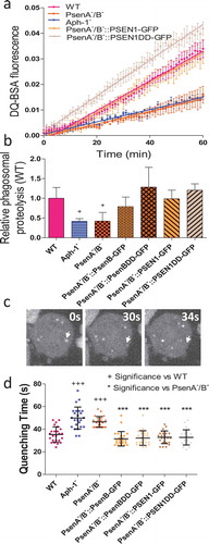 Figure 3. Dictyostelium mutants lacking γ-secretase component orthologs show abnormal lysosomal activity. Phagosome degradation is quantified by monitoring the increase in fluorescence of DQ-BSA-coated beads, taken up by phagocytosis, which becomes unquenched upon hydrolysis. This approach was used to assess in wild type cells, PsenA−/B−, and Aph-1− cells, and PsenA−/B− cells following rescue by the proteolytic and non-proteolytic Dictyostelium psenB or the equivalent human PSEN1 proteins (PsenB-GFP and PsenBDD-GFP or PSEN1-GFP and or PSEN1DD-GFP) respectively. (a) Quantification of proteolysis shows loss of a functional γ-secretase complex reduces phagolysosomal degradation, and this is restored by proteolytically active or inactive human PSEN1, from quadruplicate independent experiments (±SEM), which is reflected in (b) the rate of lysosomal acidification in (±SD). +P < 0.05. (c) Dictyostelium cells exhibit puncta of GFP-Atg8 that may be tracked (arrow) over time to determine the quenching time of GFP due to acidification. (d) Quantification of GFP-Atg8 quenching time shows an increase in the absence of a functional γ-secretase complex, and this is restored by both Dictyostelium and human presenilin proteins (both proteolytically active and inactive) (n = 25). +++p > 0.001 to wild type, ***p > 0.001 to PsenA−/B.