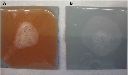 Figure 8. Reaction from P. aeruginosa biofilms on polypropylene surfaces using (A) solution with hydrogen peroxide, phosphonates, surfactants, and bleaching agents, and (B) solution with hydrogen peroxide.Figura 8. Reacción de los biofilms de P. aeruginosa en superficies de polipropileno usando (A) solución con peróxido de hidrógeno, fosfonatos, surfactantes, y agentes blanqueadores, y (B) solución con peróxido de hidrógeno.