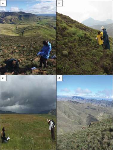 Figure A2. Examples of sites where Euphorbia clavarioides was present (a, b) and absent (c, d)