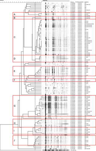 Figure 3 PFGE fingerprints, strain numbers, virulence genotypes and antibiotic resistance phenotypes of 106 clinical isolates. The red boxes represent different genetic clusters. The dashed lines represent a cutoff of 85% similarity.