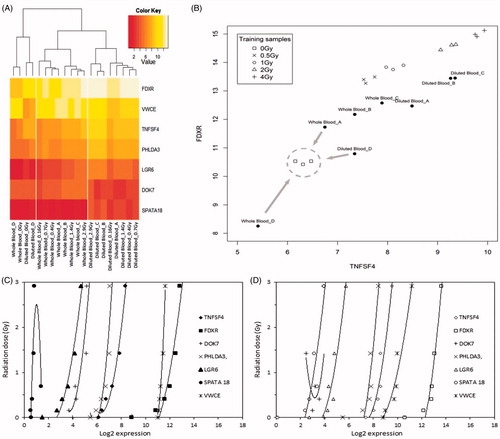 Figure 4. Microarray dose estimation approach. (A) K nearest neighbour classification based on the two radiation responsive genes FDXR and TNFSF4. For each test sample (whole blood sample A–D and diluted blood sample A–D) the three nearest training samples with known radiation doses (0–4 Gy) were determined. Afterwards, the test sample was assigned to the most frequent radiation dose among its three nearest neighbours. The training samples were derived from ex-situ irradiated blood from six non-related healthy donors (three males and three females of three age classes; Boldt et al. Citation2012). Gene expression of FDXR and TNFSF4 are given as Log2 values. (B) Hierarchical clustering of calibration samples and test samples. The heat-map illustrates the radiation-induced expression changes of the seven signature genes of Lab 3 (Boldt et al. Citation2012). The hierarchical clustering of the samples (columns) reveals that non-irradiated samples can be easily discriminated from irradiated samples (0.16–2.92 Gy). Also, all irradiated whole blood samples as well as all irradiated diluted blood samples form a separate cluster, indicating that sample treatment influences significantly the gene expression response of the signature genes in the irradiated samples. Log2 gene expression values obtained by DNA microarray analysis are colored from red (low) to white (high). (C, D) Regression curves of the signature genes used for dose assessment in Lab 3. C – whole blood samples; D – diluted blood samples. Gene expression is given as Log2 value.