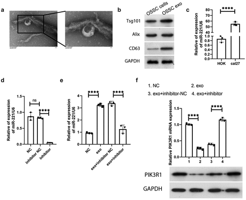 Figure 3. Exosome-mediated miR-221 negatively regulated PIK3R1 expression