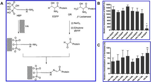 Figure 6 (A) Oriented Immobilization of β-Lactamase and enhanced green fluorescent protein (EGFP) on HA through hydrazine bisphosphonates (HBPs). (B) Immobilization of EGFP and (C) β-lactamase on HA surfaces determined by fluorescence and BCA protein assay, respectively. EGFP and β-lactamase were immobilized on HA surfaces via seven different HBPs (1−7) and by simple adsorption like HA-EGFP and HA-BL, respectively. The corresponding EGFP and β-lactamase are denoted as HA-1-EGFP through HA-7-EGFP and HA-1-BL through HA-7-BL, respectively. HA-EGFP and HA-BL are referred to EGFP and β-lactamase physically adsorbed on HA in the absence of HBP. (* indicates the values are significantly different from others p < 0.05, while ** indicates the values are significantly different from HA-1-BL and HA-5-BL p < 0.05). Figures A-C reprinted with permission from American Chemical Society from: Yewle JN, Wei Y, Puleo DA, Daunert S, Bachas LG. Oriented immobilization of proteins on hydroxyapatite surface using bifunctional bisphosphonates as linkers. Biomacromolecules. 2012;13:1742–1749.Citation132 Copyright © 2012 American Chemical Society.