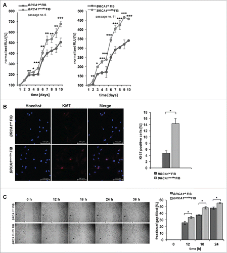 Figure 2. (A) Growth curves of BRCA1wt and BRCA1mosMe fibroblasts (FIB) as measured by Cell titer glo assay (n = 6, *P < 0.005, **P < 0.0005, ***P < 0.0005); RLU=Relative Light Units (B) Representative microphotographs of Ki-67 immunostaining of BRCA1wt and BRCA1mosMe fibroblasts and calculation of Ki-67 index (n = 3, *P < 0.05). (C) Migration assay of BRCA1wt and BRCA1mosMe fibroblasts and quantification (n=3, *P < 0.05).