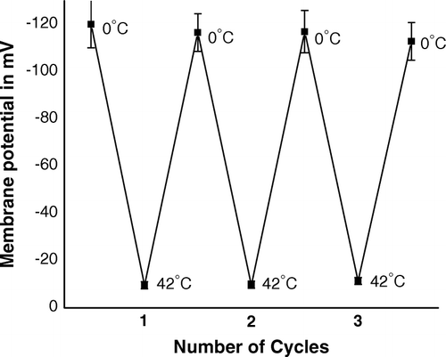 Figure 9.  Membrane potential of competent cells of E. coli XL1Blue, when the cells were subjected to repetitive heat-pulse (0°C→42°C) and cold-shock (42°C→0°C) steps.