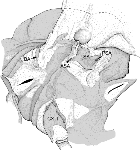 Figure 5. Mesopleuron of a male imago of Siphlonurus aestivalis. BA – basalare of Ephemeroptera sensu Kluge Citation2004 (grey areas sclerotised; modified after Willkommen Citation2008).