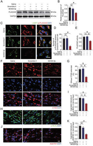 Figure 9. Overexpression of Mir504-5p suppressed PLA2G4E, stabilized the lysosomal membrane and inhibited necroptosis in vivo. (A) Western blotting to detect the PLA2G4E expression levels in the skin from area II in the saline, AAV-scramble-II and AAV-Mir504-5p-up groups on postoperative day 7. (B) Quantification of the optical density values of PLA2G4E in each group. Data are expressed as the mean ± SEM (n = 6). (C) Immunofluorescence staining of LAMP1 and p-PLA2G4E in the skin from area II in each group on postoperative day 7. Scale bars: 10 μm. (D) Comparison of the number of p-PLA2G4E-positive lysosomes in each cell of the dermal layer among the three groups. Data are expressed as the means ± SEM (n = 6). (E) ELISA results showing the activity of PLA2G4E in the skin from area II in each group on postoperative day 7. Data are expressed as the means ± SEM (n = 6). (F) Immunofluorescence staining of CTSD in the skin from area II in each group on postoperative day 7. Scale bars: 10 μm. (G) Comparison of the ratio of diffuse CTSD cells in the dermal layer among the three groups. Data are expressed as the means ± SEM (n = 6). (H) Immunofluorescence staining of p-MLKL in the skin from area II in each group on postoperative day 7. Scale bars: 10 μm. (I) Quantification of the integrated intensity of p-MLKL in the dermal layer. Data are expressed as the means ± SEM (n = 6). (J) Immunofluorescence staining of SQSTM1 in the skin from area II in each group on postoperative day 7. Scale bars: 10 μm. (K) Quantification of the integrated intensity of SQSTM1 in the dermal layer. Data are expressed as the means ± SEM (n = 6). Significance: *p < 0.05.