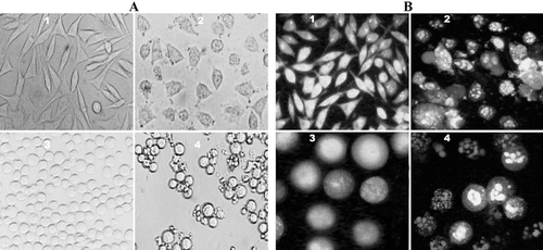 Figure 4.   Phase-contrast micrographs and fluorescence of SK-N-MC and K562 cells treated with compound 14. (A) Phase-contrast images of SK-N-MC (1, 2) and K562 (3, 4) cells. Unexposed cells have a polyhedral (1) and round (3) shape indicating live cells. While, exposed cells (60 µM) have a shrunken and condensed form (2, 4). (B) Fluorescence images of AO/EB stained SK-N-MC (1, 2) and K562 (3, 4) cells. Unexposed (1, 3) cells have a normal green nucleus indicating live cells while exposed cells (60 µM) have a bright green nucleus with condensed or fragmented chromatin suggesting apoptosis. (Magnification, ×100).