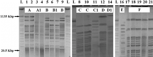 Figure 1. DNA genomic patterns of Pseudomonas aeruginosa digested with SpeI. PFGE patterns A, A1, B, B1, C, C1, D, D1, E and F are shown.Note: L: DNA ladder; Lanes 1–21: isolates (see Table 1); Lane 16 – P. aeruginosa ATCC 9027 control strain.