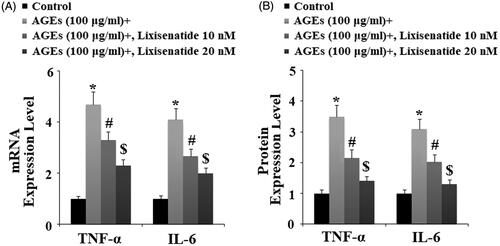 Figure 7. Lixisenatide ameliorates advanced glycation end products (AGEs)-induced secretion of TNF-α and IL-6. (A) Expression of TNF-α and IL-6 at the gene level was determined real-time PCR analysis; (B) Secretion of TNF-α and IL-6 at the protein level was determined ELISA (*, #, $, p < .01).