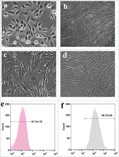 Figure 2. Phase-contrast images and flow cytometric ADSCs. (A, B) The morphology of primary ADSCs at 3 and 7 d in vitro, respectively. (C, D) Purified ADSCs at 2 and 5 d in vitro. (E, F) Rat ADSCs at 2 passages were harvested for flow cytometric analysis with CD31 and CD44.