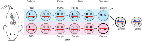 Figure 2. Genomic imprints are reset in the male and female germlines.PGC undergo erasure of imprints in both the male and female germlines in the embryo before they attain the new gamete-specific imprints. The new paternal germline differentially methylated regions are set up in both chromosomes of PSPG in the male fetus. Maternal germline differentially methylated regions are set up in both chromosomes of growing oocytes in the female after birth. The male and female germline events are shown in two fetuses, one male and one female, for simplicity.PGC: Primordial germ cells; PSPG: Prospermatogonia.