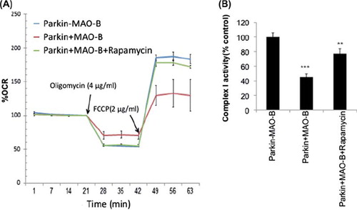 Figure 6. (A) Mitochondrial respiration measurements reported as percent oxygen consumption rate (OCR) versus –MAO-B controls in the absence or presence of oligomycin and FCCP application (at time of arrow) + /-rapamycin pre-treatment. (B) Mitochondrial complex I activity reported as percent –MAO-B controls. Values are expressed as mean ± SD ***p < 0.01 & **p < 0.001 compared to −MAO-B.
