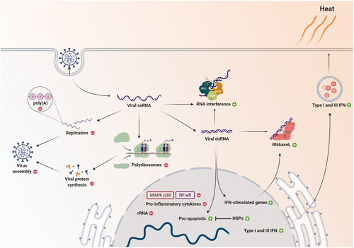 Figure 1. Potential effects of thermotherapy at the cellular level after infection by a single-stranded RNA (ssRNA) virus. After entry to the cell, viral particles are unassembled, leaving single-stranded RNA (ssRNA) free to lead viral protein synthesis and replication. Double-stranded RNA (dsRNA) intermediates are formed, which are used both by the RNA interference machinery and ribonuclease L (RNAseL) to degrade viral RNA; dsRNA promotes the expression of pro-apoptotic and interferon (IFN)-stimulated genes. Exposition to heat could potentially increase (green circle with + sign) viral RNA degradation and expression of heat-shock proteins (HSPs), IFN-stimulated genes, type I and III IFN release, and proapoptotic mechanisms of infected cells. Higher temperatures would inhibit (red circle with - sign) viral replication, viral RNA polyadenylation (poly[A]), ribosomal RNA (rRNA) synthesis, polyribosome formation, viral assembly, and expression of pro-inflammatory cytokines through inhibition of the nuclear factor kappa-light-chain-enhancer of activated B cells (NF-κB) and mitogen-activated protein kinase (MAPK) p38.