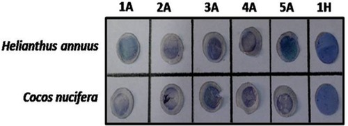 Figure 1 Dot blots showing sensitivity of atopic asthma patients to common pollen allergens.