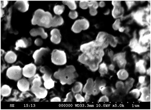 Figure 4. SEM image of insulin containing starch nanoparticles.