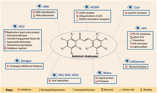 Figure 1. Mechanisms of action and targets of antiviral chalcone derivatives reported on different human viruses.