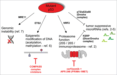 Figure 1. A scheme of global influences exerted by mutant p53 on cell's molecular homeostasis to drive tumorigenesis, and proposed treatment solutions.