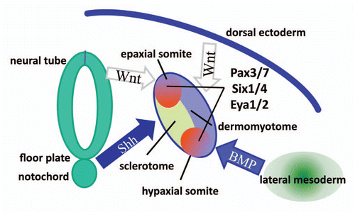 Figure 1 Myogenesis in the somite is regulated by signaling molecules from neighboring tissues and factors expressed by MPCs. Epaxial myogenesis is positively regulated by Wnt from neural tube and Shh from floor plate and notochord. Wnt signals from dorsal ectoderm induce myogenesis in hypaxial myotome, whereas BMP from lateral mesoderm inhibits. Pax 3/7, Six 1/4, Eya 1/2 expressed by MPCs positively regulate myogenesis.