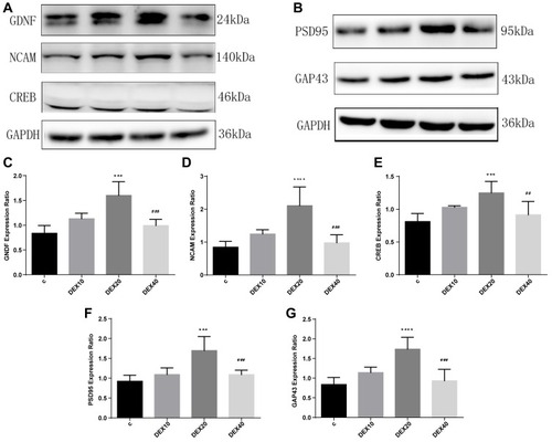 Figure 3 Dexmedetomidine modulated GNDF, NCAM and CREB expression which ultimately facilitated synaptic-associated markers PSD95 and GAP43 expression. (A, B) Representative Western blotting images. (C–E) Quantitative analysis of GNDF, NCAM and CREB expression (n=5). (F, G) Quantitative analysis of PSD95 and GAP43 expression (n=5). Values are mean ± SD. One-way ANOVA with Dunn’s multiple comparison test was used for data analysis. ***p<0.001, ****p<0.0001vs C group ##p<0.01, ###p<0.001vs DEX20 group.