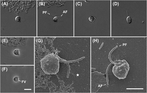 Figure 3. Light and scanning electron micrographs of Cafeteria mylnikovii strain JS001. (A–D) Differential interference contrast images. (E–F) Phase contrast images. Anterior is to right of page in all images. (G–H) Scanning electron microscope images. (G) Dorsal/right view. (H) Ventral/left view. Anterior is to top of page in both panels. Note mastigonemes (hairs) on anterior flagellum in both images, and ventral groove in H. Note also ‘crossing over’ of anterior and posterior flagella. Scale bars = 5 µm for panels A–F, 3 µm for panels G–H. AF: anterior flagellum, PF: posterior flagellum, FV: food vacuole, star: hairs of anterior flagellum.