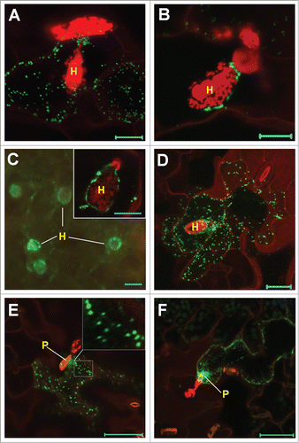 Figure 1. Localization of YFP-Lti6b–tagged RPW8.2 variants in haustorium-invaded cells. Six week-old transgenic plants were inoculated with Gc UCSC1 and infected leaves were subjected to confocal imaging. H, haustorium; P, penetration site. Bar represents 10 μm in A-D, 50 μm in E and F. (A) A representative confocal images (Z-stack) showing random localization of Y6R82ΔNt22 vesicles in ∼75% haustorium-invaded cells. (B) A representative confocal image (single optical section) showing EHM-docking of Y6R82ΔNt22 puncta in ∼25% haustorium-invaded cells. (C) A representative epifluorescent image showing EHM-oriented localization of Y6R82ΔNt102. Inset is a confocal image of one haustorium-invaded cell. (D) A representative confocal image (Z-stack) showing random localization of Y6R82ΔNt114 vesicles in all haustorium-invaded cells. (E) A representative confocal image (Z-stack) showing earliest (16-20 hpi) EHM-oriented vesicle docking of Y6R82ΔNt102. Note the large-sized vesicles (0.5–1.0 μm) in the inset. (F) A representative confocal image (single optical section) showing EHM-oriented vesicle strands of Y6R82ΔNt102 (see live targeting in Movie 1 in the online supplemental information).