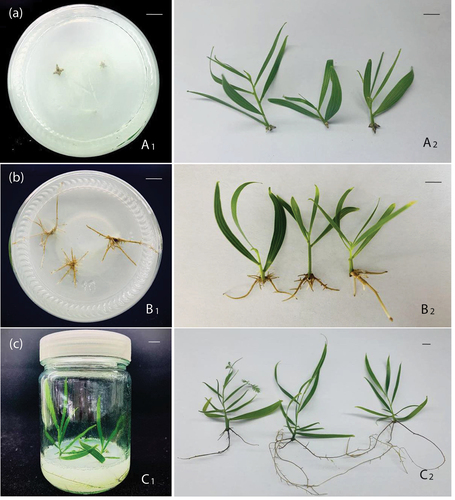 Figure 4. Acacia mangium × A. auriculiformis rooting culture. Rooted seedlings cultivated for (a) 12 days, (b) 20 days and (c) 45 days