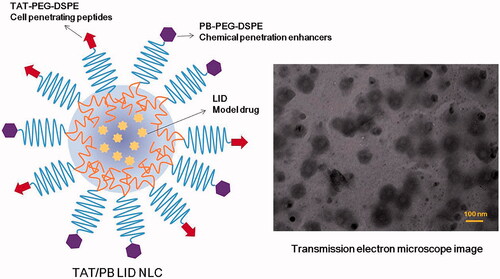 Figure 2. Scheme graph and transmission electron microscope image of TAT/PB LID NLC. TAT/PB LID NLC was prepared by solvent diffusion method. The morphology and size of TAT/PB LID NLC was visualized by a transmission electron microscope.